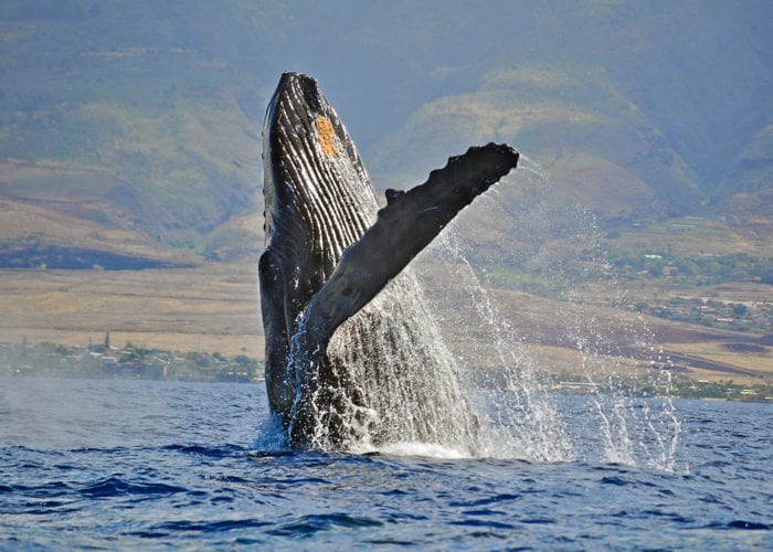 Whale Watching Maui Whale Breech