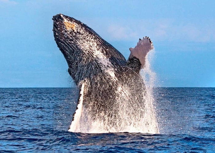 Whale Breaching Maui